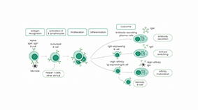 <i style='color:red'>adc定量分析</i>方法開發(fā)與驗(yàn)證 - 生物分析完整方案指南