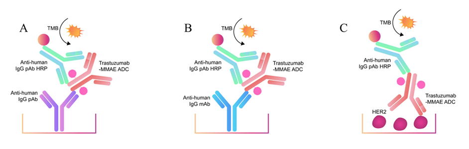 三種用于定量檢測總抗體水平的不同抗體檢測方法