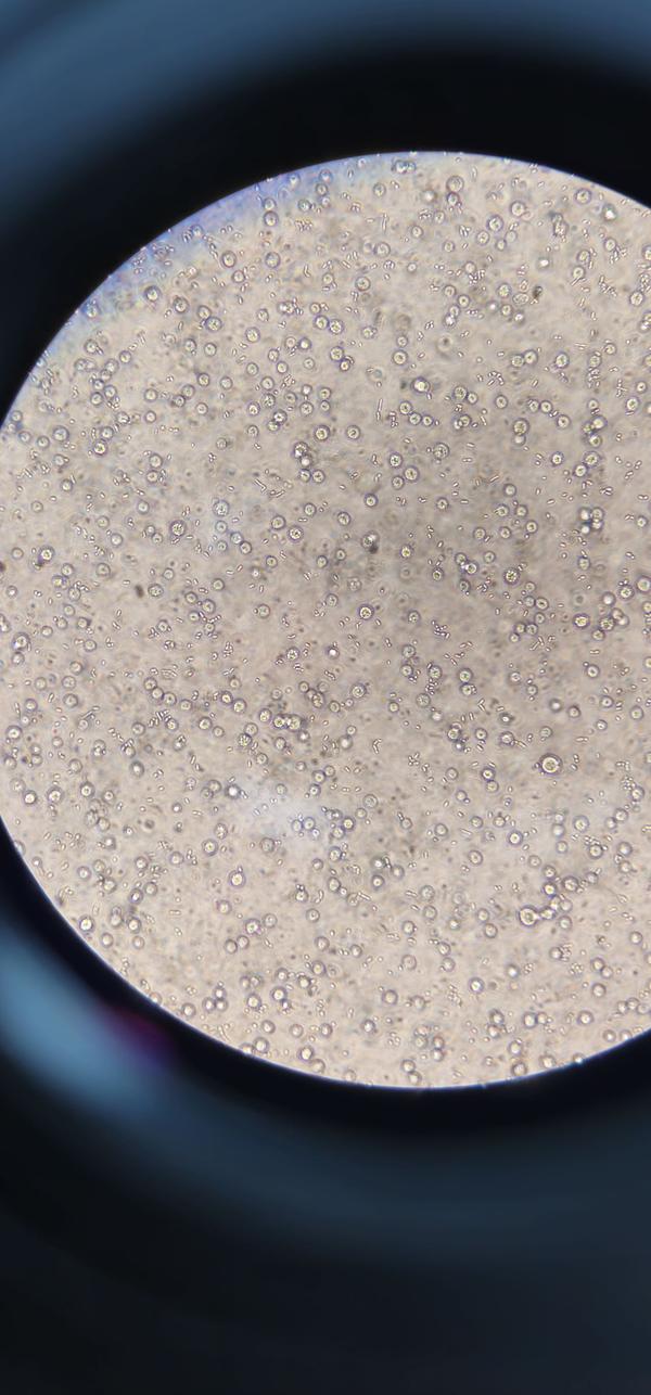 細(xì)胞培養(yǎng)