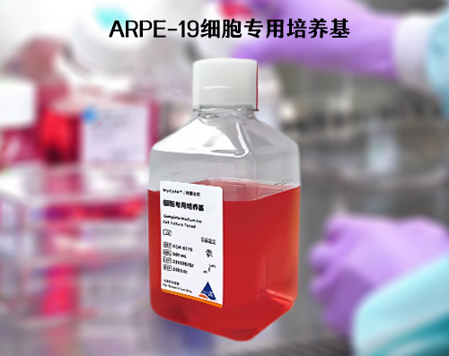 ARPE-19細胞專用培養(yǎng)基