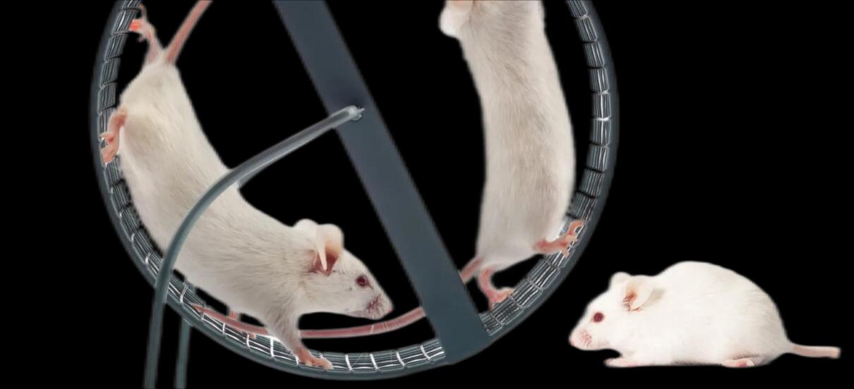 腫瘤動物模型
