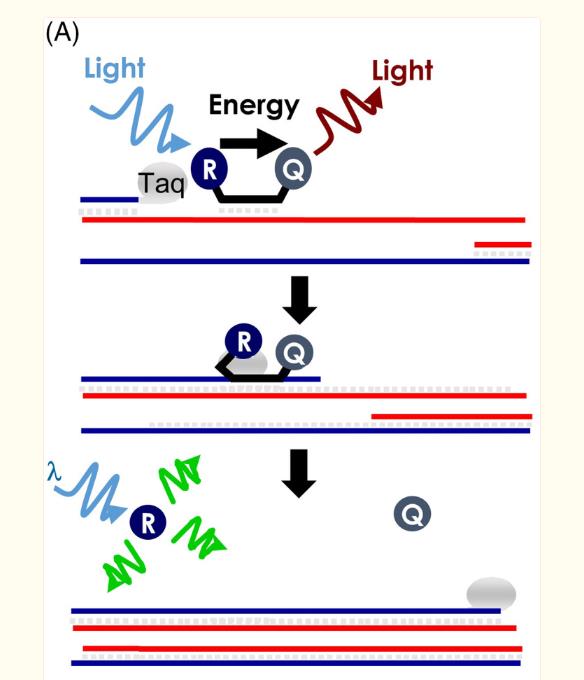 熒光定量PCR儀檢測(cè)中的背景信號(hào)干擾及應(yīng)對(duì)策略