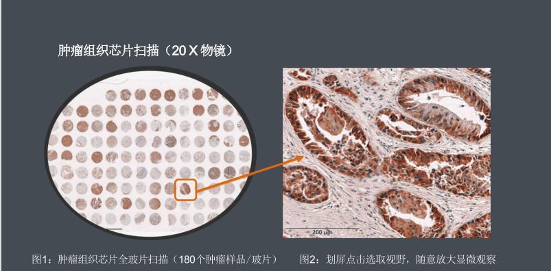 間充質(zhì)干細(xì)胞計數(shù)