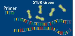 使用  <i style='color:red'>sybr</i> Green熒光染料進行熒光定量pcr檢測
