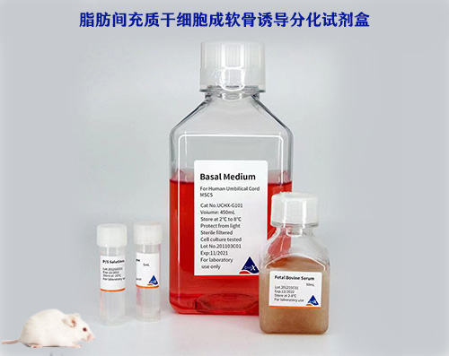 脂肪間充質干細胞成軟骨誘導分化試劑盒