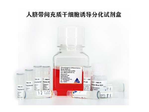 人臍帶間充質干細胞誘導分化試劑盒