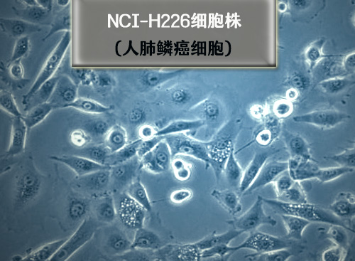 h226細胞