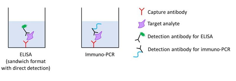 一種高靈敏度的免疫檢測(cè)方法-免疫PCR