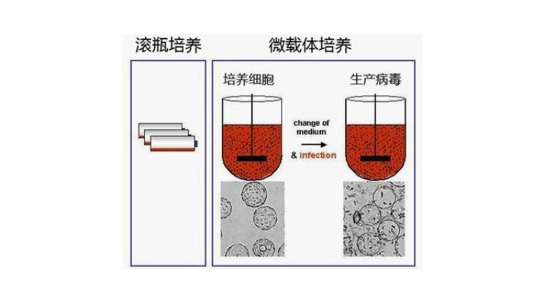 微載體