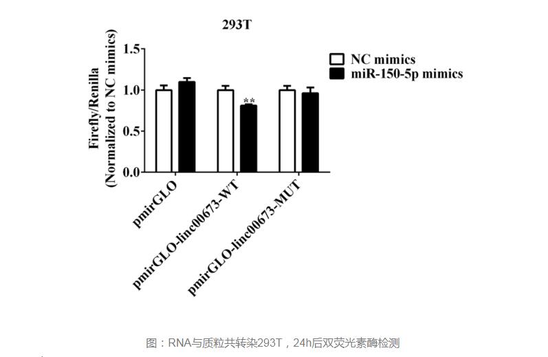 熒光素酶檢測