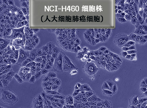 h460細胞株