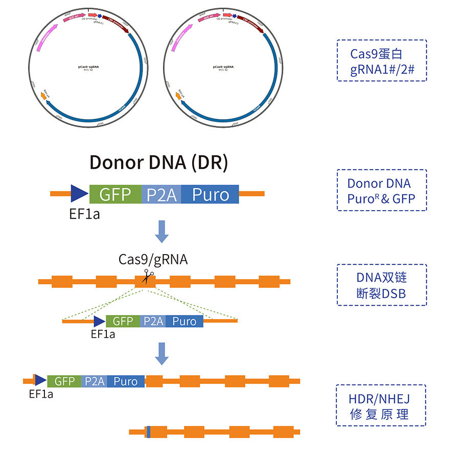 Cas9基因敲除細胞系服務