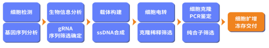 CS9技術流程