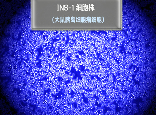 INS-1細(xì)胞