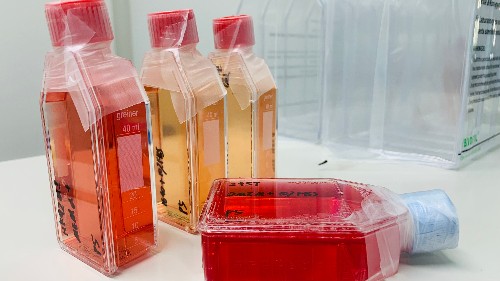 在生物反應(yīng)器中進(jìn)行HEK293細(xì)胞培養(yǎng)的注意事項(xiàng)？