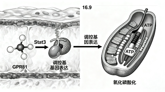 乳酸分析儀與癌癥