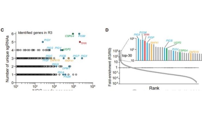 HeLa細(xì)胞全基因組<i style='color:red'>crispr</i>篩選對(duì)病原侵染機(jī)制研究