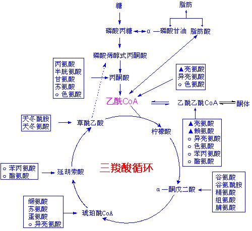 CHO細(xì)胞培養(yǎng)中乳酸產(chǎn)物的成因及影響？